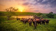 Caring For Cattle On The Pasture